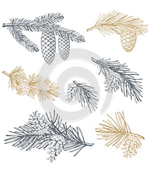 Hand drawn set with pine cones and branches. Vector illustrations