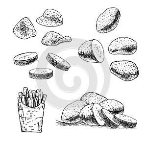 Hand drawn set of potato. Vector sketch