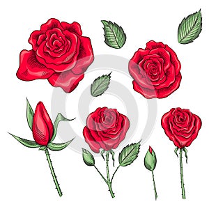 Hand drawn set of roses, rose buds and leaves