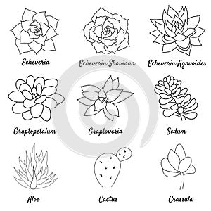 Hand drawn set succulent in style outline doodle. Graphics sketch home desert flower. Vector illustration, isolated