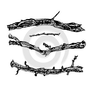 Hand drawn set of tree branches