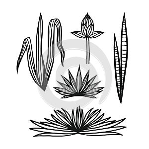 Hand drawn set of tropical plants