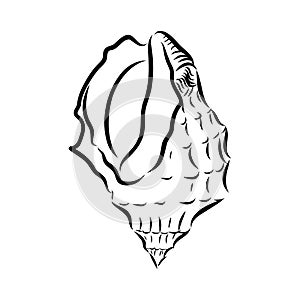 Hand drawn set of various seashell. clam shell, vector sketch