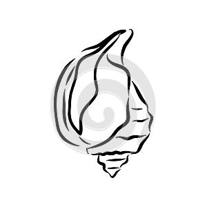 Hand drawn set of various seashell. clam shell, vector sketch