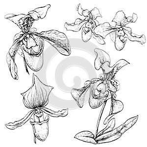 Hand drawn set with venus slipper orchid flowers.