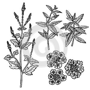 Hand drawn set of verbena, flowers, leaves and twigs. Vintage vector sketch