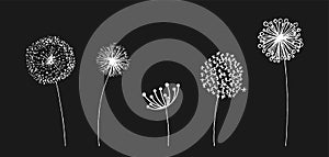 Hand drawn set of white dandelion in cute doodle style. Vector illustratin