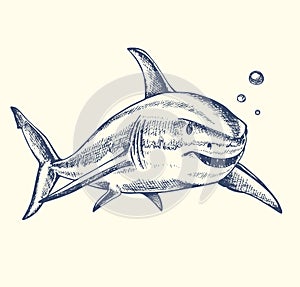 Hand drawn shark