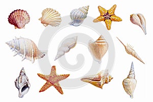 Hand drawn shellfish and starfish on white background.
