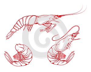 Hand Drawn Shrimp Set. Sea Food. Sea Fish. Shrimp.Tasty Seafood. Ocean Sport Fishing. Fresh Seafood Product. Delicious Baked