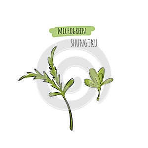 Hand drawn shungiku micro greens. Vector illustration in sketch style isolated on white background