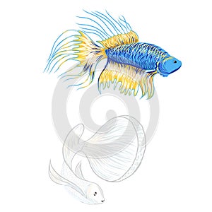 hand drawn siamese fighting fish, beautiful fish