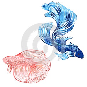 Hand drawn siamese fighting fish, isolate vector