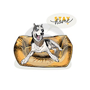 Hand drawn siberian husky dog lies in modern pet furniture. Stay home. Vector engraved quarantine poster. Stay chick