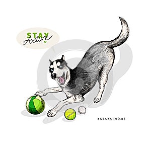 Hand drawn siberian husky dog plays fetch with balls. Stay home. Vector engraved quarantine poster. Stay active, stay at