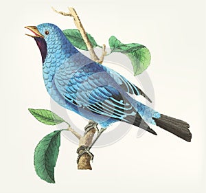Hand drawn silken-feathered chatterer bird