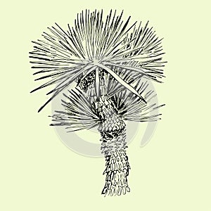 Hand drawn single palm tree