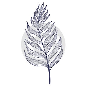 Hand drawn single palm tree leaves in linear style. Minimalistic trendy tropical palm leaf in contour design. Vector illustration