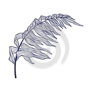 Hand drawn single palm tree leaves in linear style. Minimalistic trendy tropical palm leaf in contour design. Vector illustration