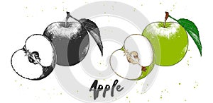 Hand drawn sketch of apple in monochrome and colorful. Detailed vegetarian food drawing.