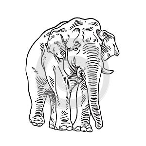 Hand drawn sketch of asian elephant