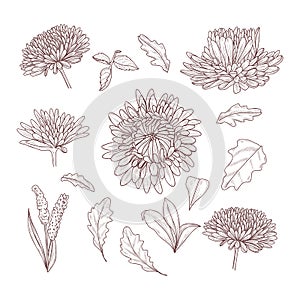 Hand drawn sketch of aster flowers and leaves. Line art design