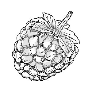 Hand drawn sketch berries. Ripe blackberry branch isolated on