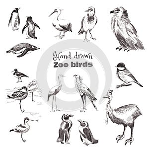 Hand-drawn sketch birds. Black and white set of zoo birds.