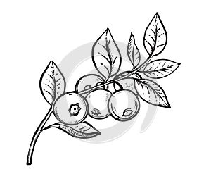 Hand drawn sketch black and white blueberry branch, fruit, leaf. Vector illustration. Elements in graphic style label