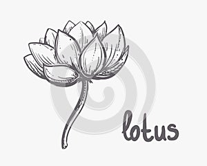 Hand drawn sketch black and white of lotus flowers, petal, leaf. Vector illustration. Elements in graphic style label