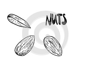 Hand drawn sketch black and white of nuts, almonds. Vector illustration. Elements in graphic style label, sticker, menu