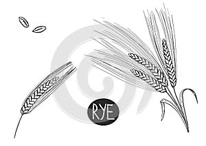 Hand drawn sketch black and white set of ear rye, leaf, grain, flour. Vector illustration. Elements in graphic style