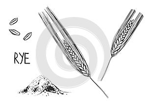 Hand drawn sketch black and white set of ear rye, leaf, grain, flour. Vector illustration. Elements in graphic style