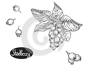 Hand drawn sketch black and white set of shadberry branch, leaf and berry. vector illustration. Elements in graphic