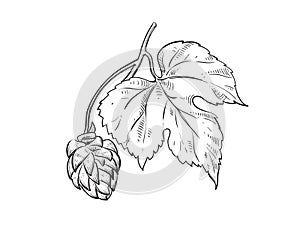 Hand drawn sketch black and white set of whole hops, branch, leaf. Vector illustration. Elements in graphic style label