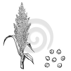 Hand drawn sketch black and white sorghum ear, grain, seeds, leaf. Vector illustration. Elements in graphic style label photo