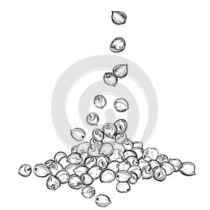 Hand drawn sketch black and white sorghum heap, pile, grain, seeds. Vector illustration. Elements in graphic style label