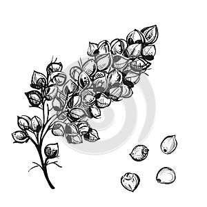 Hand drawn sketch black and white sorgo branch, grain, seeds, leaf. Vector illustration. Elements in graphic style label photo