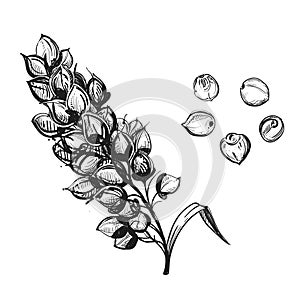 Hand drawn sketch black and white sorgo ear, grain, seeds, leaf. Vector illustration. Elements in graphic style label photo