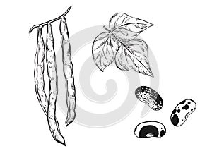 Hand drawn sketch black and white of string bean, leaf, pod. Vector illustration. Elements in graphic style label, card