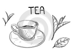 Hand drawn sketch black and white of tea green, black, leaf, cup, plant. Vector illustration. Elements in graphic style