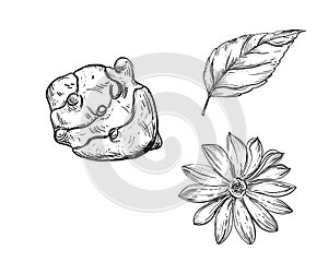 Hand drawn sketch black and white topinambur, leaf, earth apple, flower. Vector illustration. Elements in graphic style