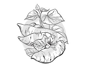 Hand drawn sketch black and white of tuber, yam, leaf, sweet potato, flower. Vector illustration. Elements in graphic