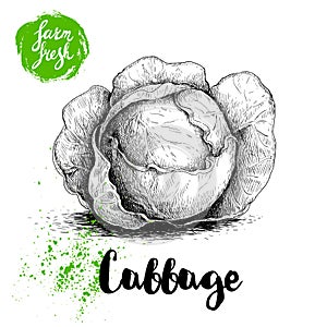 Hand drawn sketch cabbage. Fresh farm vegetables vector illustraion. photo