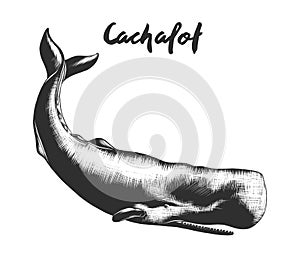 Hand drawn sketch of cachalot in monochrome isolated on white background. Detailed vintage woodcut style drawing.