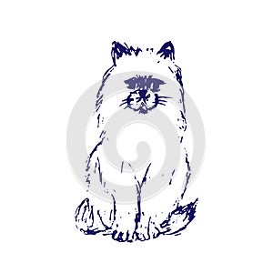 Hand drawn sketch of cat. Blue ink line drawing isolated on white background. Fluffy little pet. Cute furry sitting kitten. Vector