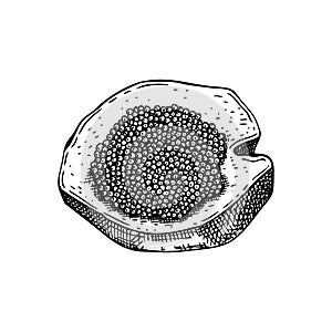 Hand-drawn sketch of caviar on a bread slice isolated on a white background. Black caviar canape vector drawing in engraved style