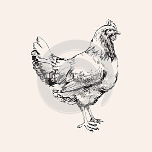 Dipinto a mano schizzo galline vettore illustrazioni 