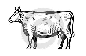 Hand-drawn sketch of cow isolated on white background. Side view. Animal husbandry vector illustration