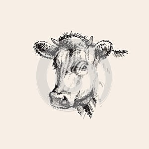 Hand Drawn Sketch Cow Vector illustration